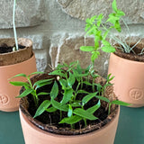 Three Tiny Terracotta Garden Kits