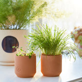 Two terracotta pots with plants on a white surface, with a blurred background Pet Tiny Terracotta Grow Kits