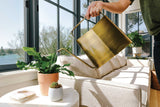 Person watering a plant in a sunlit living room with a couch and windows.