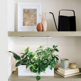 Shelf with plants, books, and decorative items against a neutral wall. Watering Cans