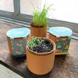Three small terracotta pots with plants on a wooden surface near a window. Pet Tiny Terracotta Grow Kits