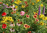 Colorful wildflower garden with various types of flowers Midwest Native Wildflower Mix