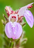 Close-up of a pMagenta Leaf Plant, Lá Cẩm (Peristrophe roxburghiana) with a blurred green background