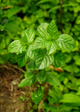 Close-up of Magenta Leaf Plant, Lá Cẩm (Peristrophe roxburghiana) with a blurred natural background