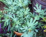 Green leaves of a Magnolia Fig Tree in a garden setting