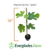 Potted Magnolia Fig Tree with dimensions and Everglades Farm logo on a white background