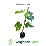 Magnolia Fig Tree with Everglades Farm logo on a white background