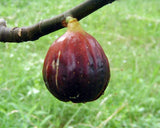 Ripe Magnolia Fig hanging from a branch with a blurred green background