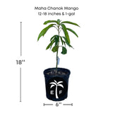 Maha Chanok Mango plant in a pot with dimensions and branding on a white background