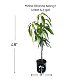 Potted Maha Chanok Mango plant with dimensions on a white background