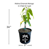 Maha Chanok Mango plant in a pot with dimensions and a logo on a white background