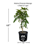 Maha Chanok Mango plant with dimensions on a white background