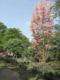 Tall Chinese Mahogany ( Toona sinensis ) plant in a garden setting with trees and pathways.
