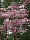 Chinese Mahogany ( Toona sinensis ) with green foliage in the background