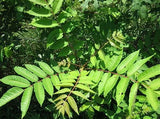 Close-up of green Chinese Mahogany ( Toona sinensis ) leaves with a blurred natural background