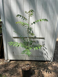 Young Chinese Mahogany ( Toona sinensis ) tree in a pot against a light gray wooden fence