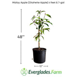 Potted Malay Apple plant with dimensions and Everglades Farm logo on a white background