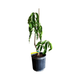 Cogshall Mango Tree Dwarf, Grafted