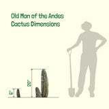 Diagram showing dimensions of Old Man of the Andes cactus with a silhouette of a person for scale.