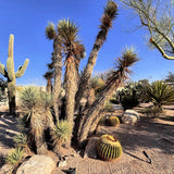 Desert landscape with cacti including a Joshua tree and a barrel cactus under a clear blue sky.