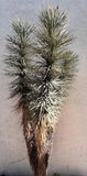 Yucca plant against a plain wall