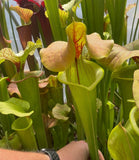 Sarracenia - Megaladon