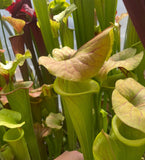 Sarracenia - Megaladon