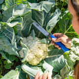 Person cutting cauliflower with a Harvest Knife for Spinach & Leafy Greens- Serrated in a garden setting