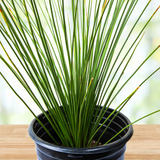Potted Mexican Grass Tree plant with long green leaves on a wooden surface