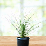 Potted Mexican Grass Tree on a wooden surface with a blurred natural background