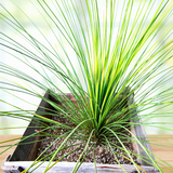Potted Mexican Grass Tree plant with long green leaves in a wooden planter on a light background