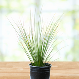 Potted Mexican Grass Tree plant on a wooden surface with a blurred natural background