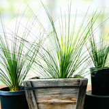 Potted Mexican Grass Tree plants including a tall grass-like plant in a wooden planter.