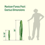 Diagram showing dimensions of Mexican Fence Post Cactus with a silhouette of a person for scale.