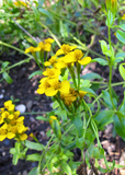 Yellow Mexican Tarragon (Tagetes lucida) flowers with green leaves on a natural background
