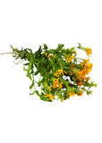 Bouquet of Mexican Tarragon (Tagetes lucida) on a white background