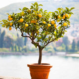 Meyer Lemon Tree (FL)