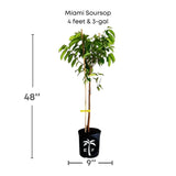 Potted Miami Soursop plant with dimensions and a brand logo on a white background