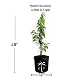 Miami Soursop plant with dimensions and a logo on a white background
