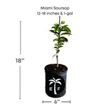 Potted Miami Soursop plant with dimensions and a logo on a white background
