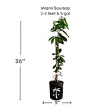 Potted Miami Soursop plant with dimensions on a white background