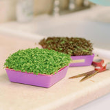 Two purple 5X5 Shallow Microgreen Trays with green and brown microgreens on a light surface with scissors.