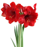 Miracle® Symphony Amaryllis