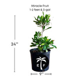 Potted plant labeled 'Miracle Fruit' with dimensions and a logo on a white background