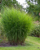 A large, dense clump of Gracillimus Maiden Grass, situated in a landscaped garden with grass and trees in the background.