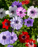 Mixed Anemone Coronaria