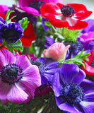 Mixed Anemone De Caen