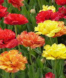 Mixed Double Late Tulips - 30 bulbs