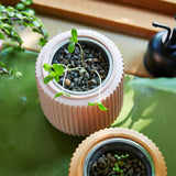 Flower Grow Kits with young plants on a green surface