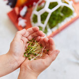 Child's hands holding small green sprouts with a blurred background Microgreens Pop-Up Kit